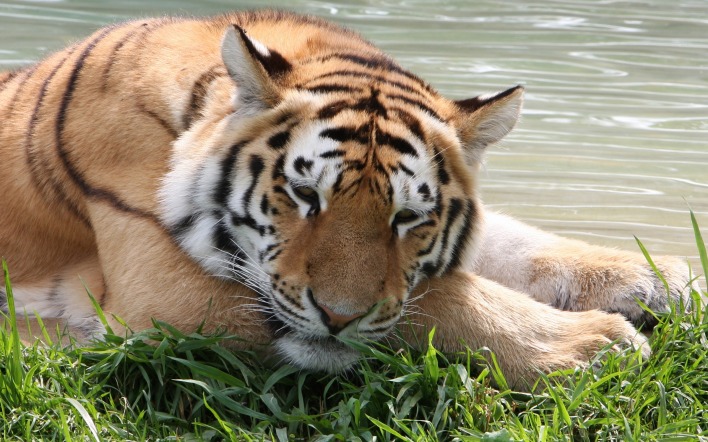 тигр трава вода