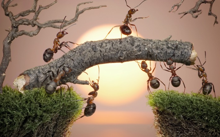 муравьи кора мох закат