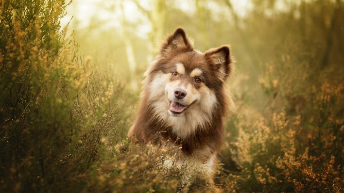 собака веселый в траве трава уши