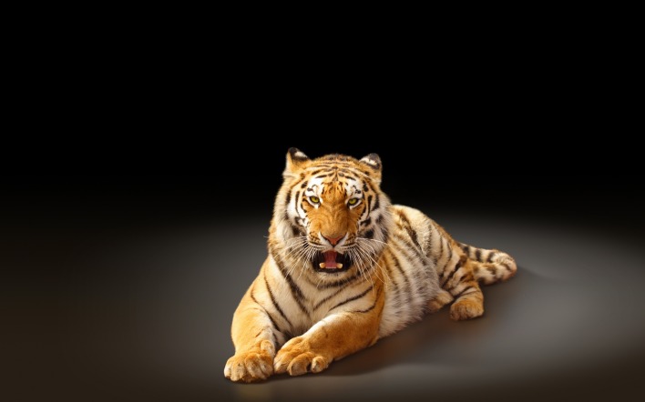 тигр рык черный фон