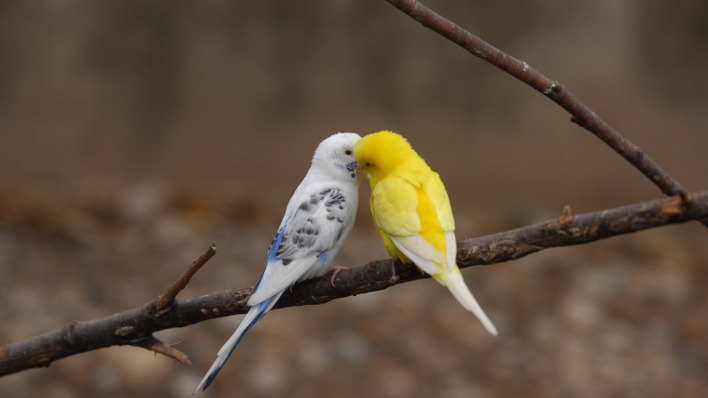 попугаи ветка поцелуй волнистый попугай