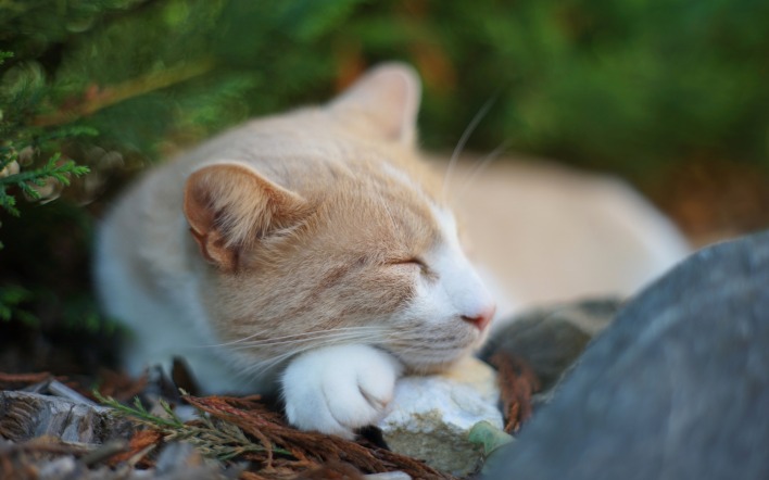 кот спит камень