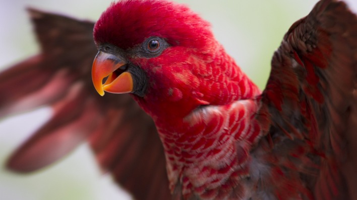 попугай красный клюв крылья