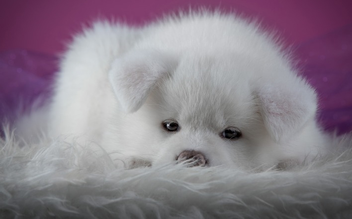 собака щенок милый белый уши