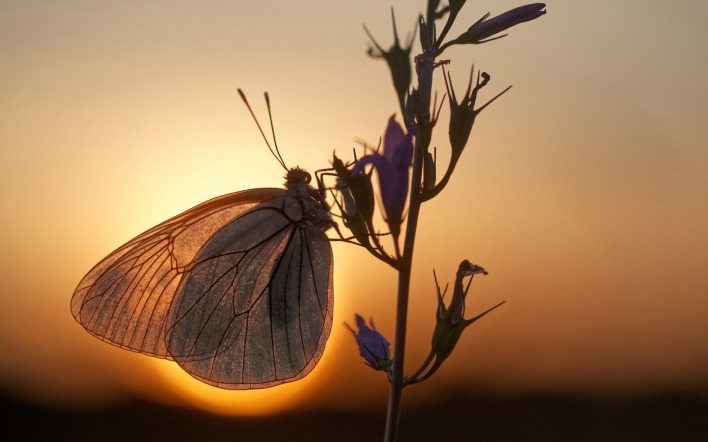 бабочка травинка закат