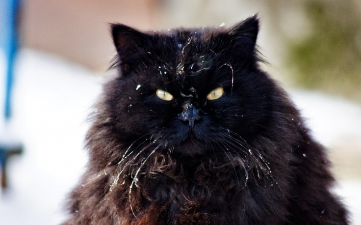 кот черный пушистый морда