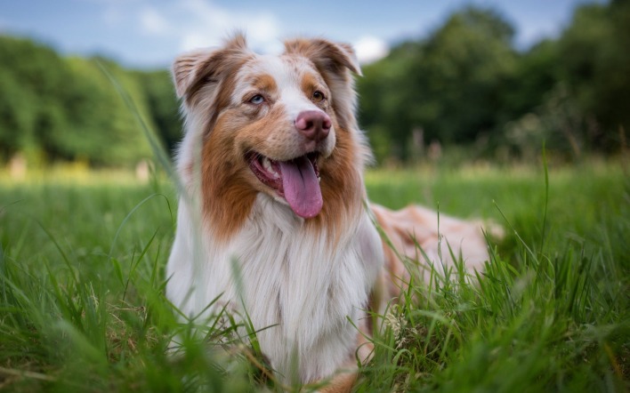 собака трава веселый пес
