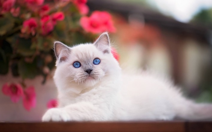 кот голубые глаза пушистый белый