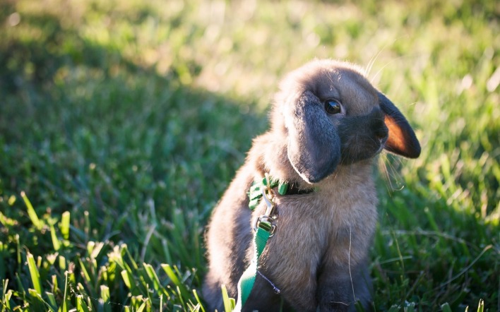 кролик трава солнечный свет