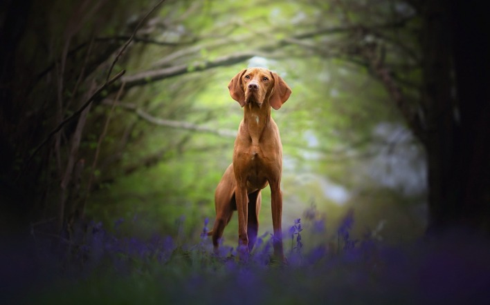 собака лес цветы