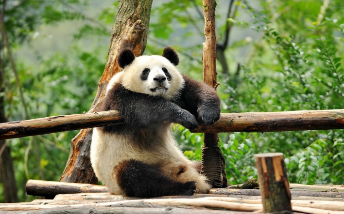 панда бревна