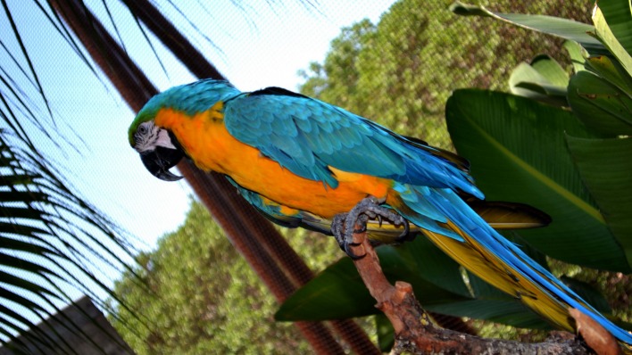 попугай ара на ветке