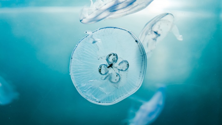 медуза вода океан под водой