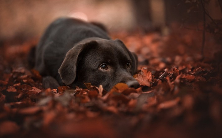 собака пес черный листья притаился