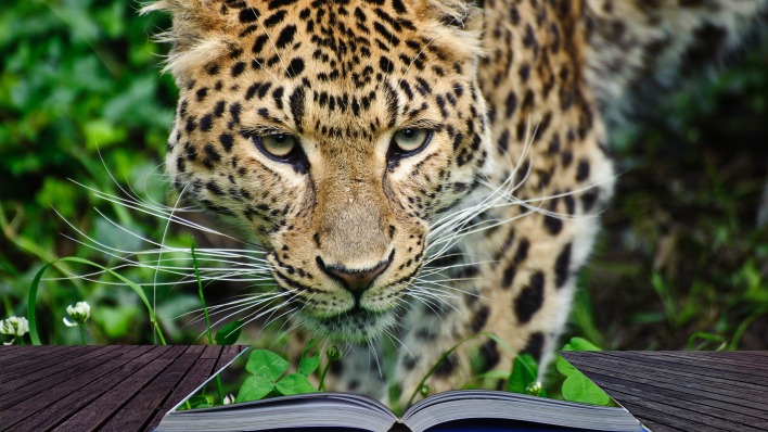 леопард книга дикий зверь