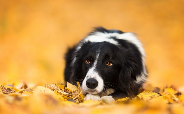 собака лежит мордочка листья осень