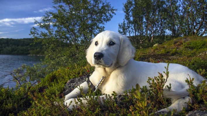 собака белый щенок у реки лежит