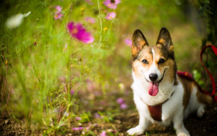 собака трава поляна цветы