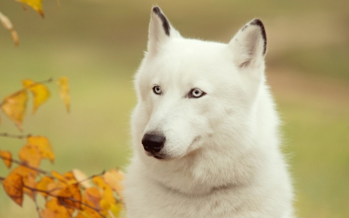 собака белый пес