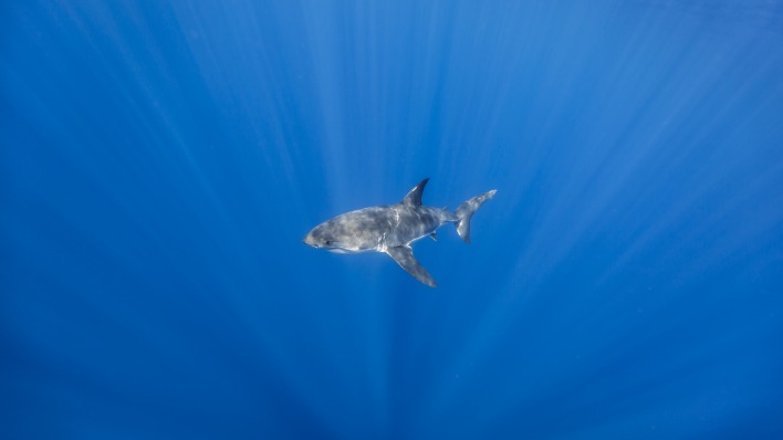 акула глубина лучи океан