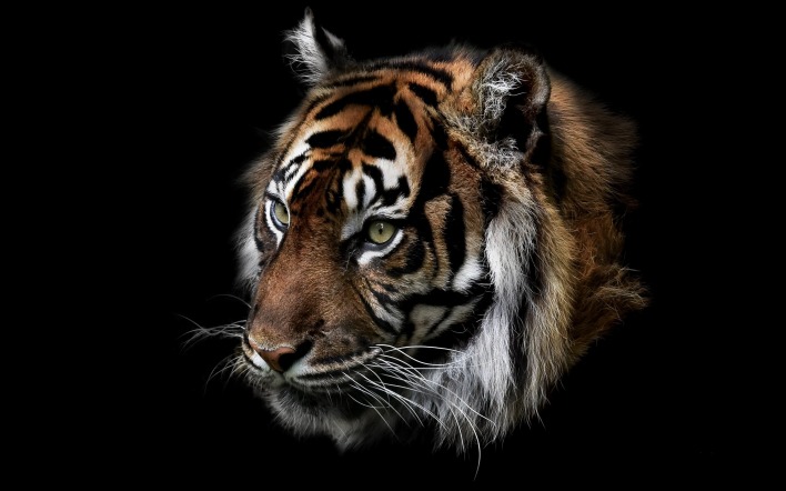 тигр голова черный фон