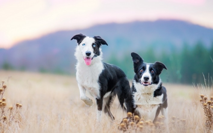 собаки поле трава