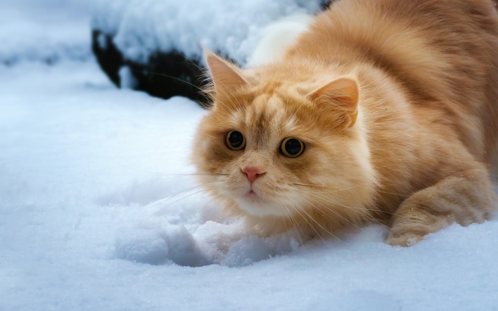 кот рыжий игривый снег