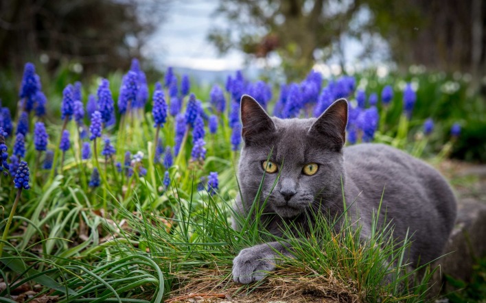 кот серый британец в траве