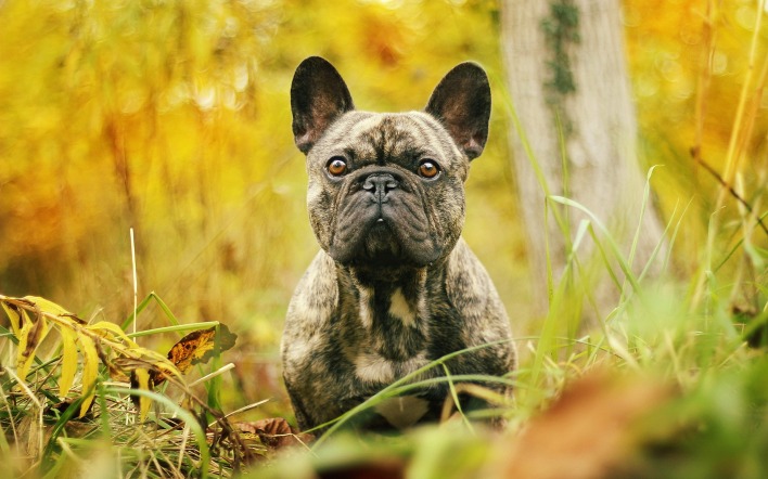 собака трава осень