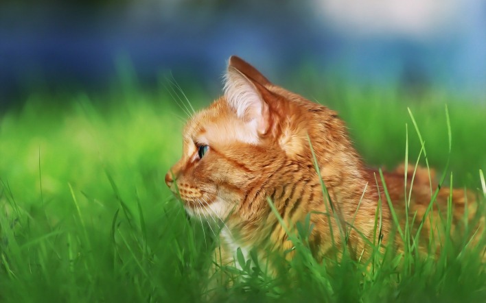 кот рыжий трава