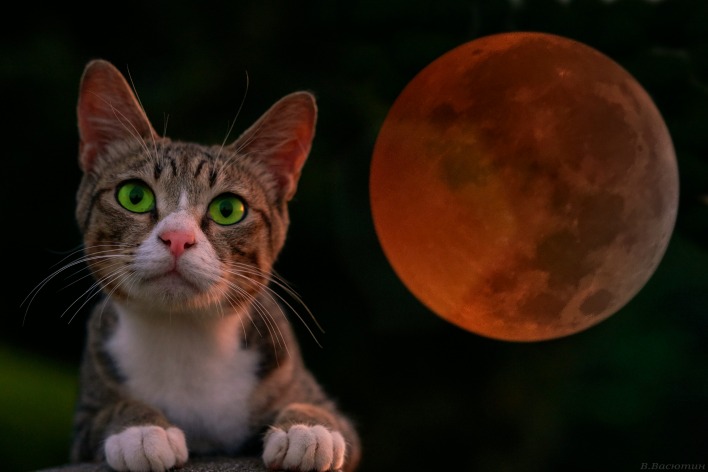 кот глаза луна