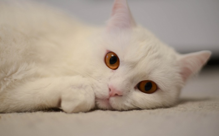 кот белый глаза на полу лежит