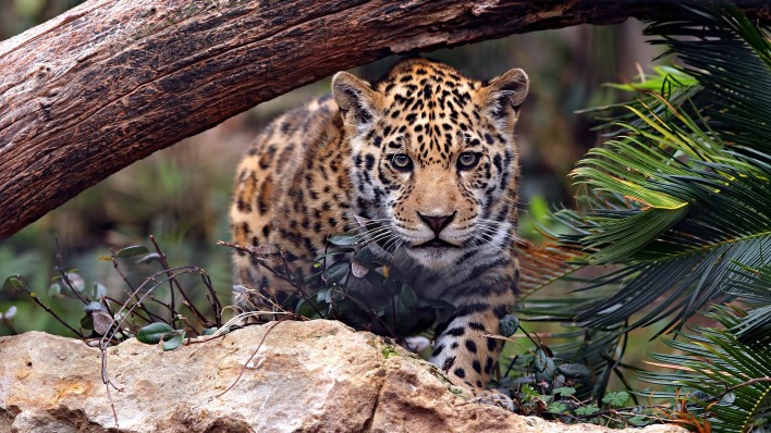 леопард крадется хищник морда