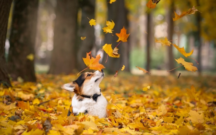собака осень листья парк