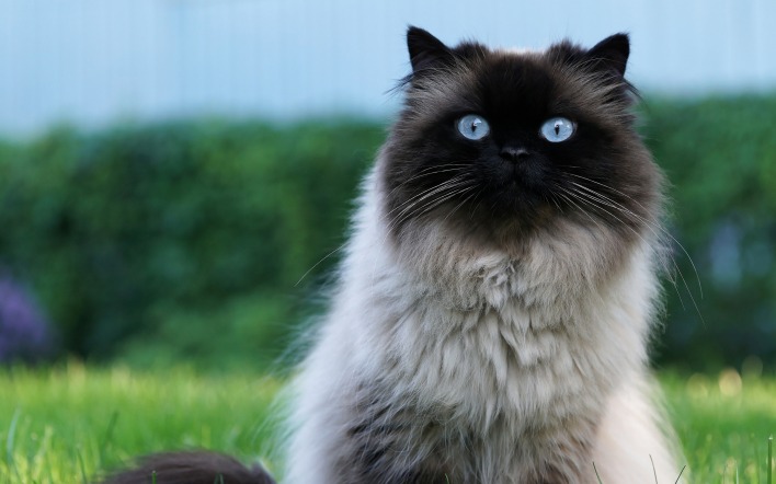 кот голубые глаза сеамский пушистый шерсть