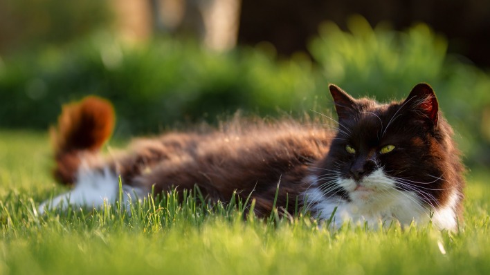 кот пушистый в траве лежит
