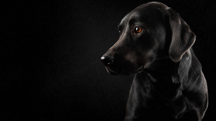 собака черный пес морда