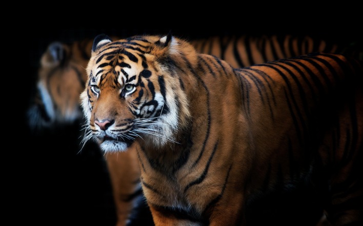 тигр грозный хищник зверь