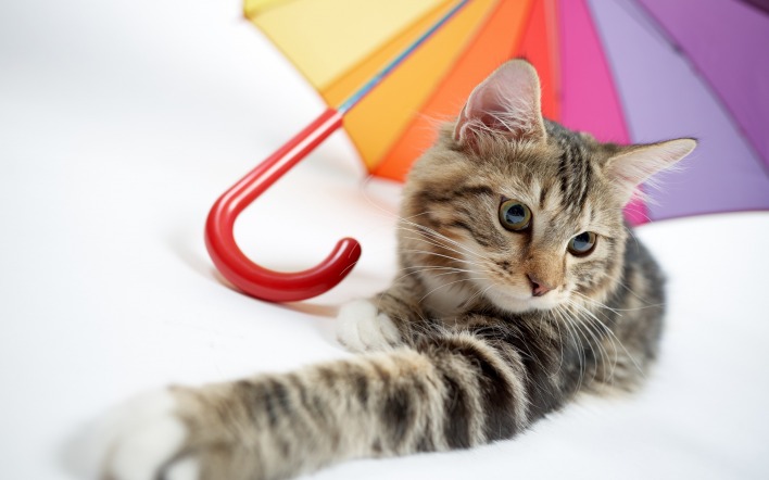 кошка зонт белый фон