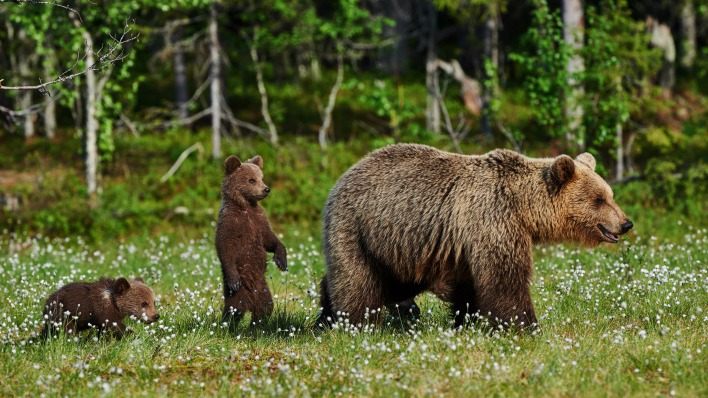 медведи поляна опушка медвежата