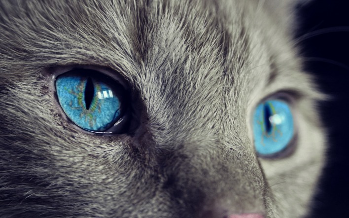 кот глаза голубой крупный план