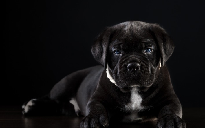 щенок собака черный кане-корсо