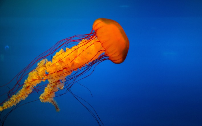 медуза глубина океан оранжевая