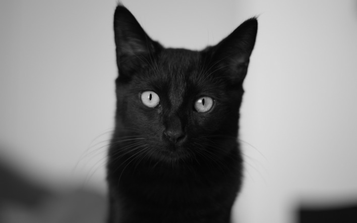 кот черный взгляд морда серый фон