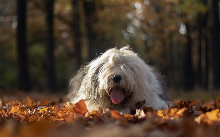 собака листья парк осень