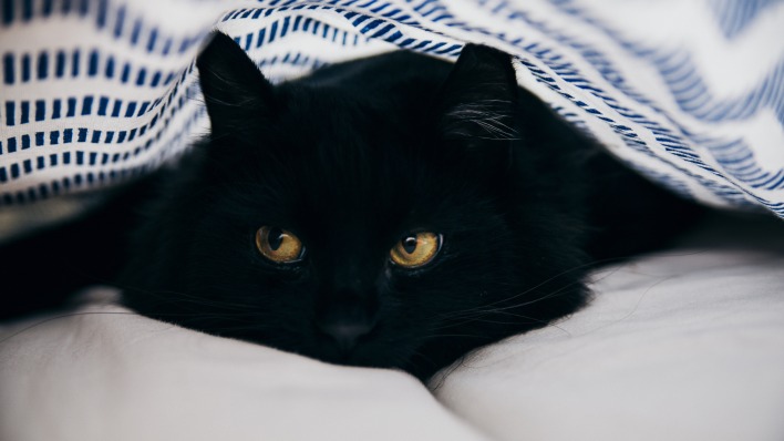кот черный под одеялом лежит притаился