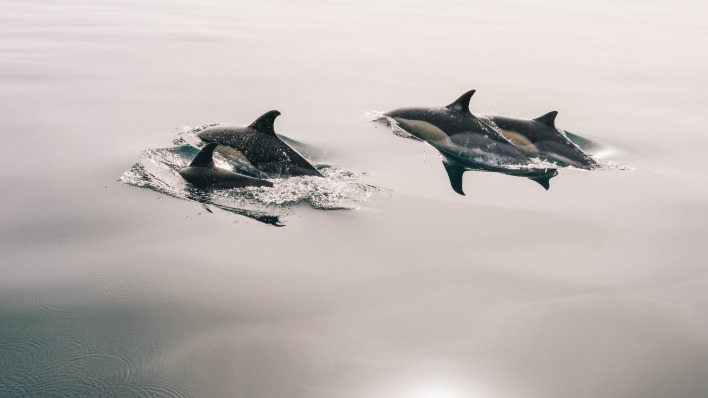 дельфины вода плавники