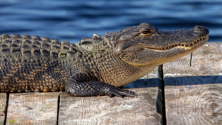 аллигатор рептилия крокодил