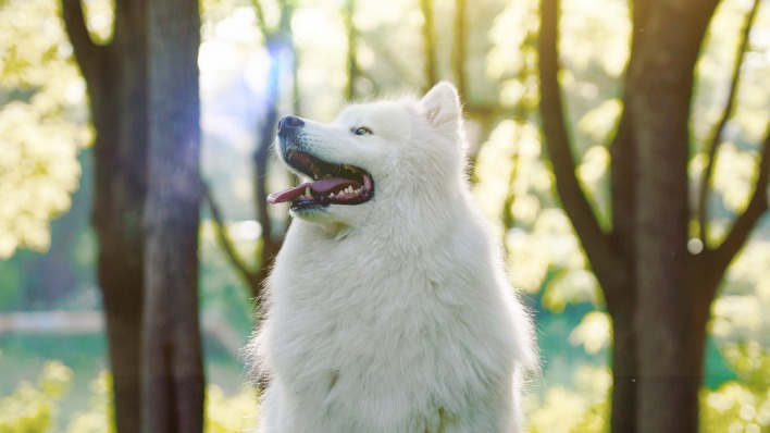 собака лайка пес белый язык