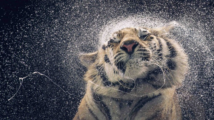 тигр мокрый брызги